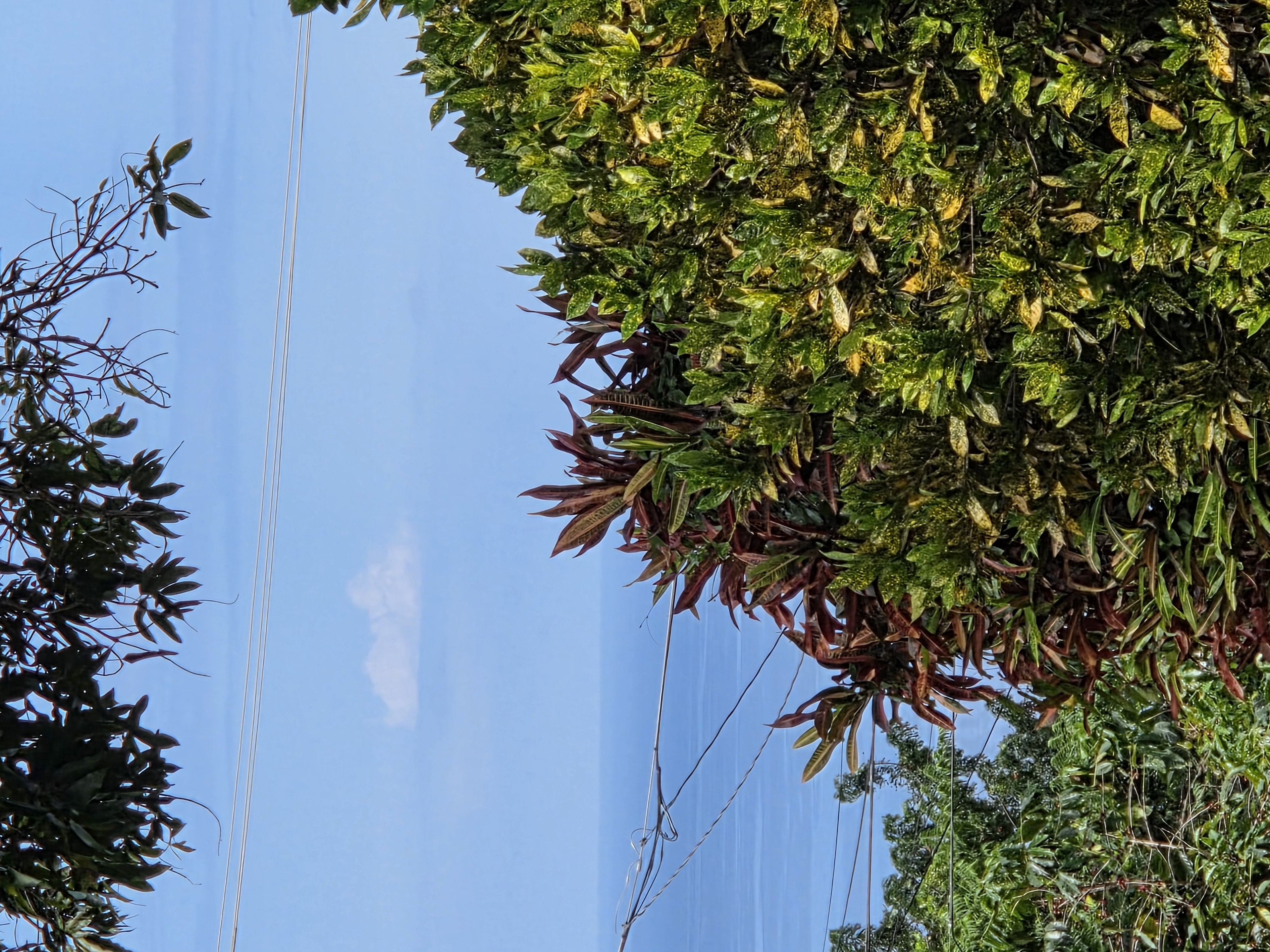 83-5782 Napoopoo Road Captain Cook, HI 96704 - Photo 28 of 30 a view of a flower