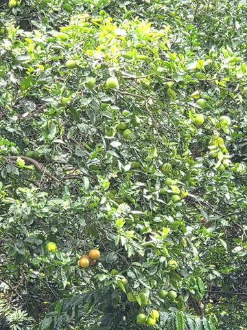 $734,000 | 83-5782 Napoopoo Road, Captain Cook, HI 96704