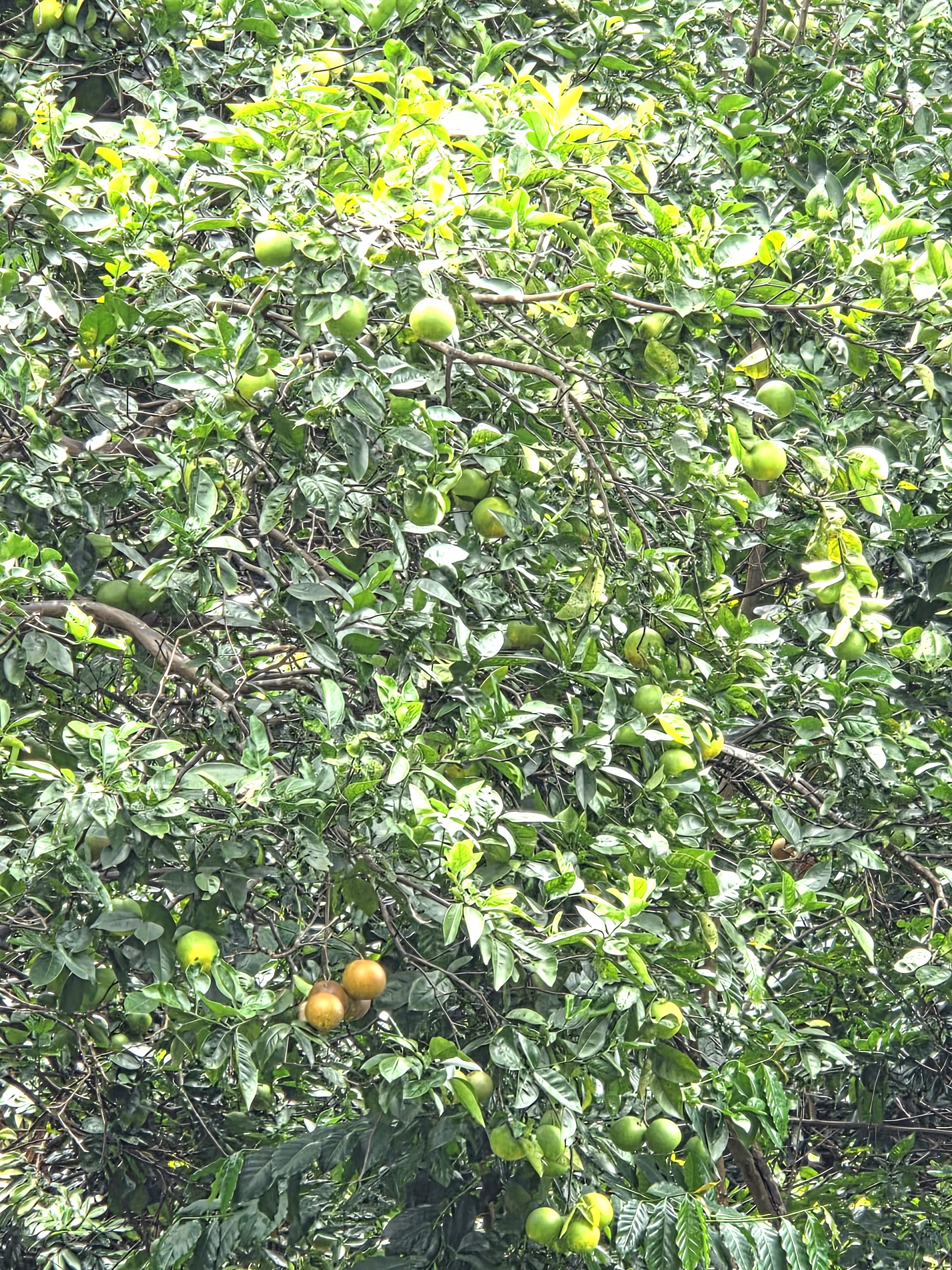 83-5782 Napoopoo Road Captain Cook, HI 96704 - Photo 30 of 30 a picture of a tree