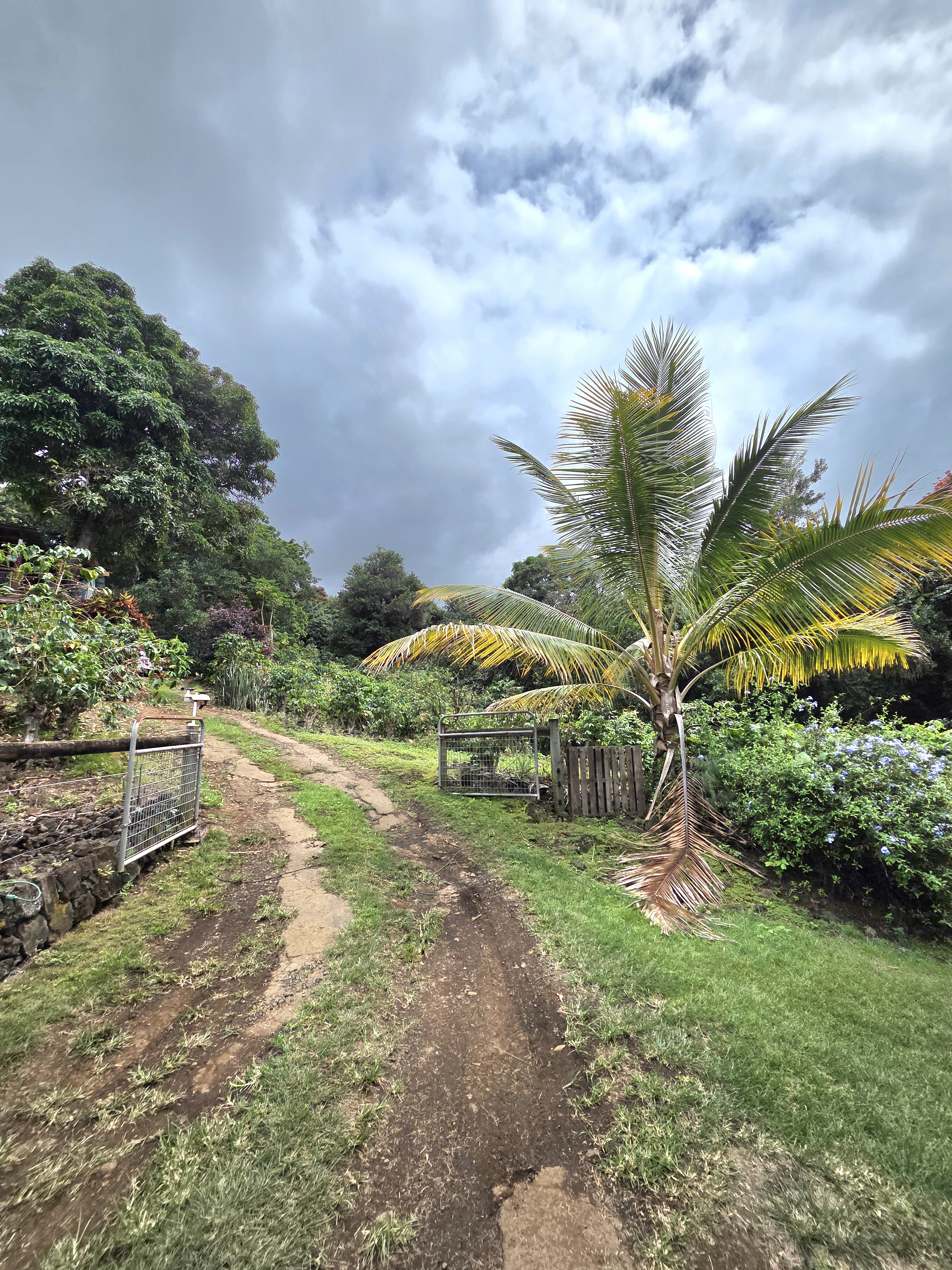 83-5782 Napoopoo Road Captain Cook, HI 96704 - Photo 4 of 30 a view of backyard with green space