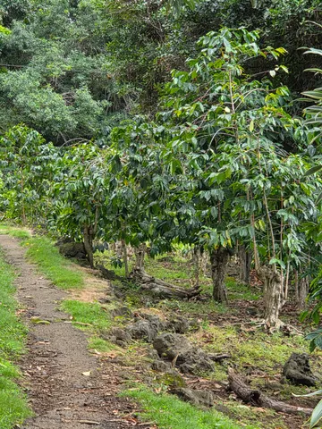 a view of a green field
