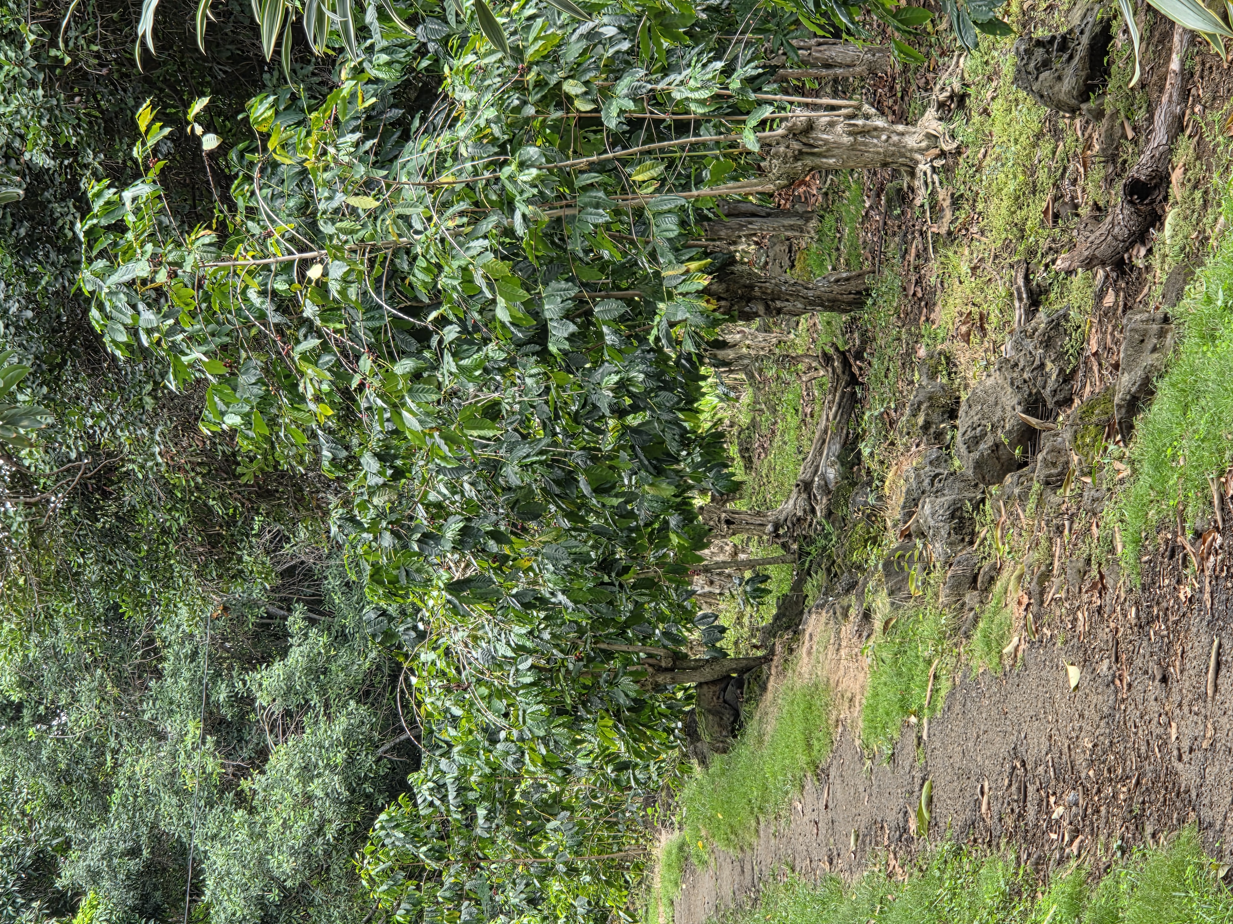 83-5782 Napoopoo Road Captain Cook, HI 96704 - Photo 6 of 30