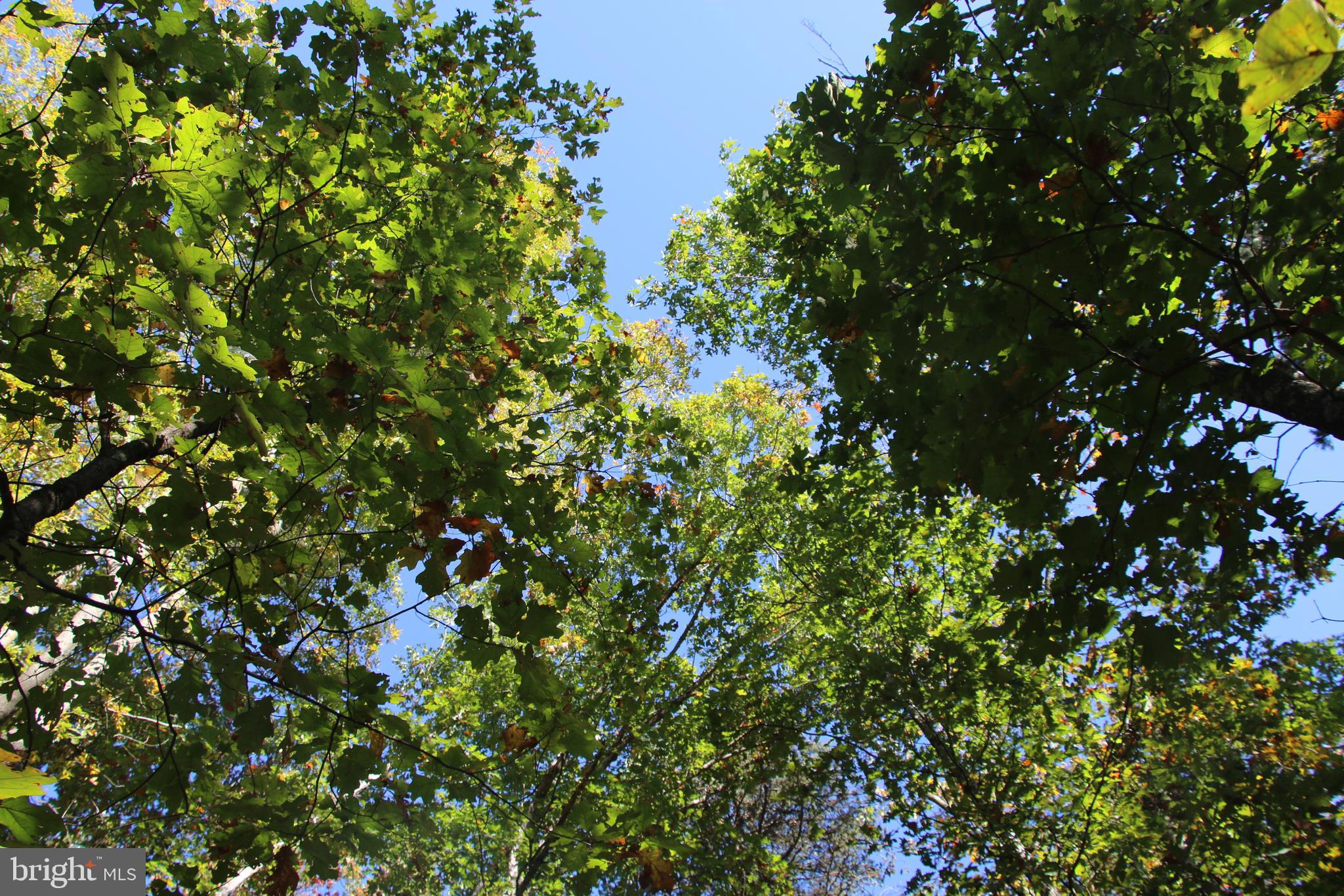 Pack Horse Road Winchester, VA 22603 - Photo 22 of 32 Gallery Image 22