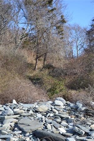 155 West Main Road Little Compton, RI 02837 - Photo 17 of 25 a view of a forest with a tree