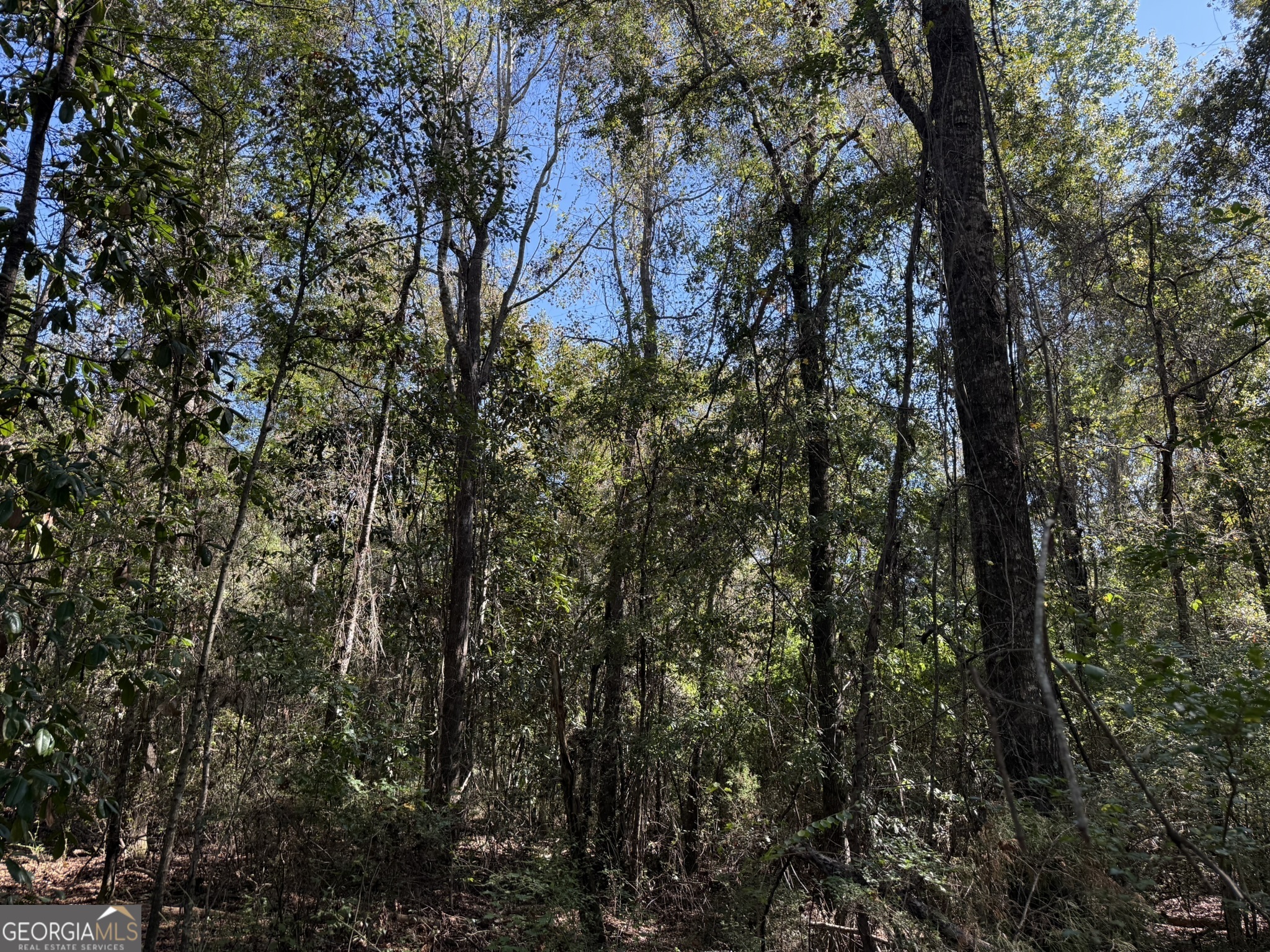 Gh Wallace Buie Road Webb, AL 36376 - Photo 7 of 9