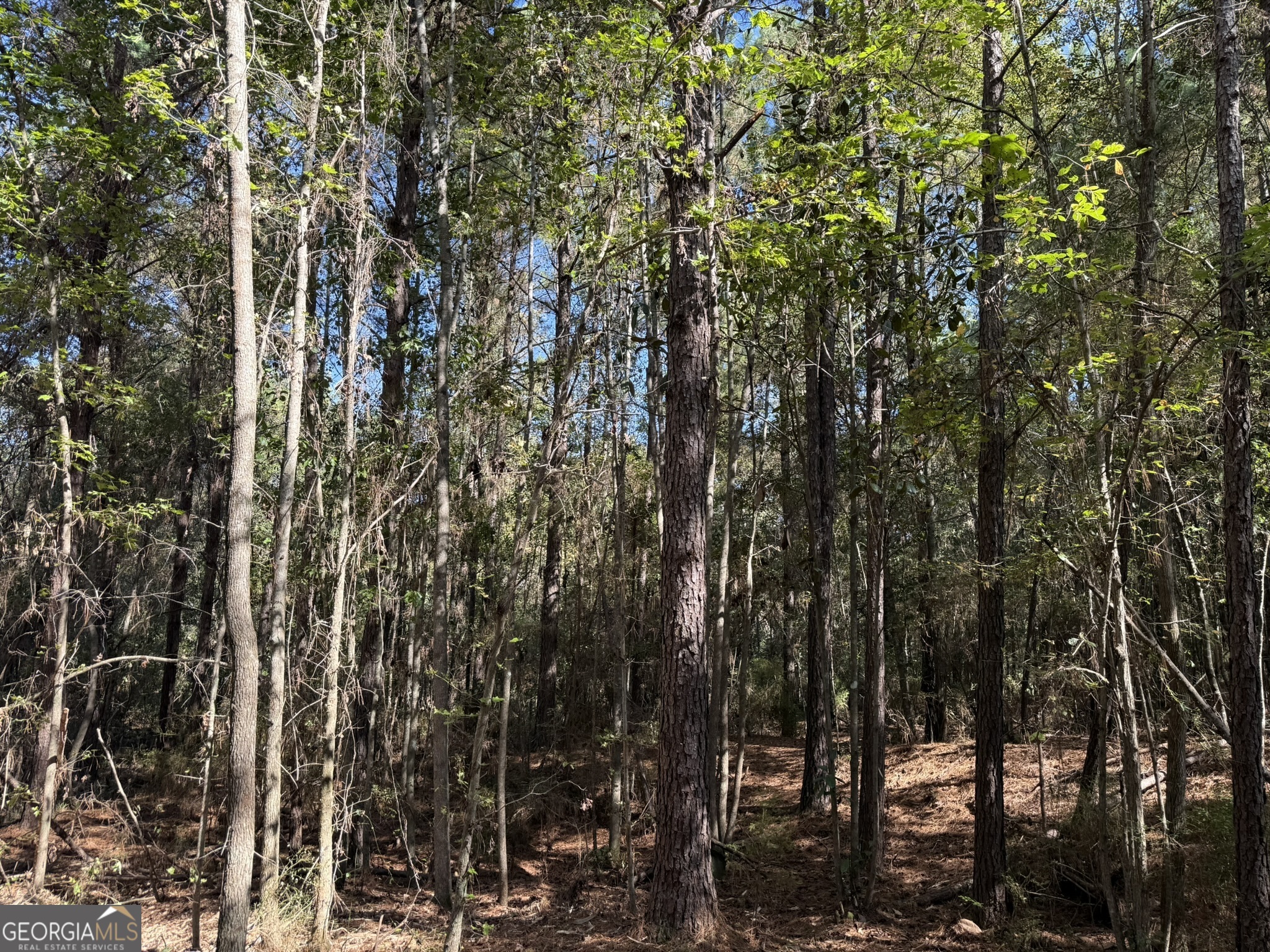 Gh Wallace Buie Road Webb, AL 36376 - Photo 8 of 9