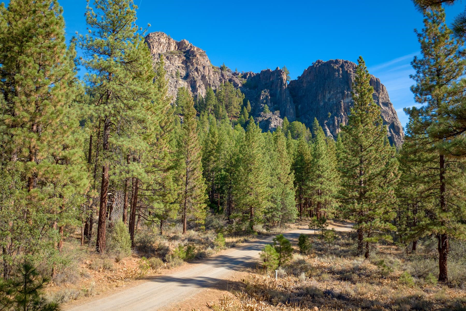 5720 Money Road Beckwourth, CA 96129 - Photo 27 of 28 a view of a yard with a tree