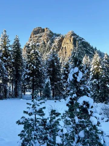 a view of a large tree with lots of bushes