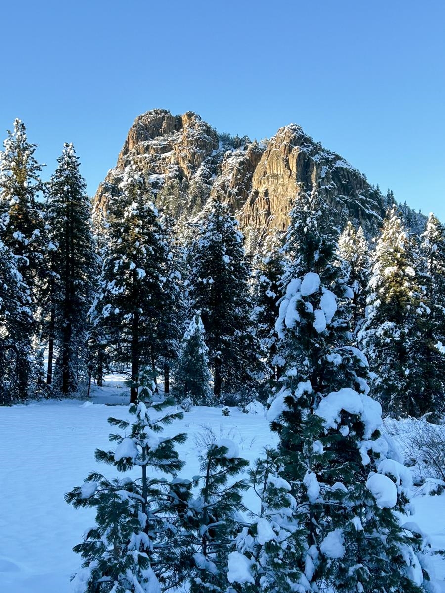5720 Money Road Beckwourth, CA 96129 - Photo 9 of 28 a view of a large tree with lots of bushes