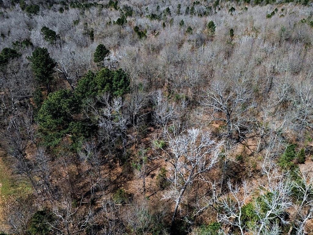 1 East George Richey Road Longview, TX 75604 - Photo 19 of 25 a view of a yard in a forest