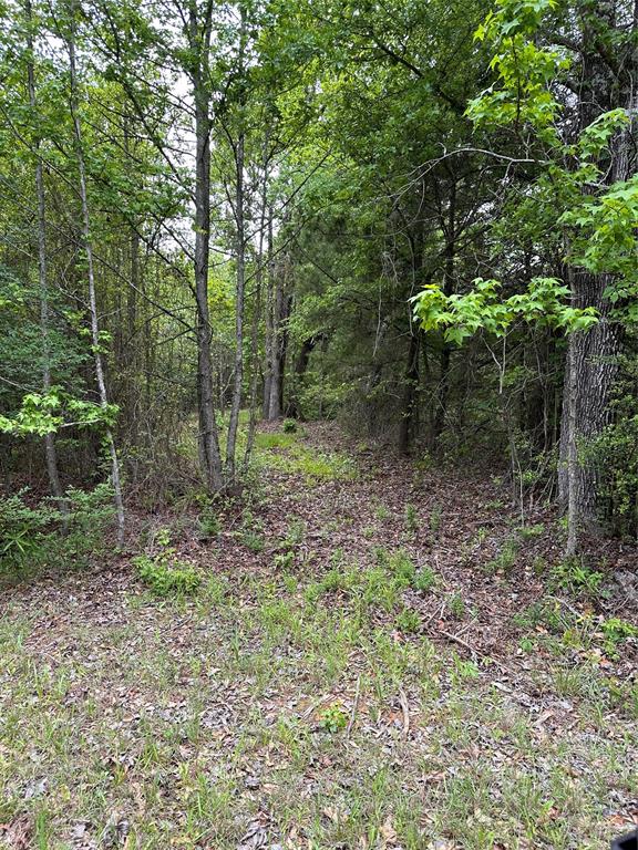 1 East George Richey Road Longview, TX 75604 - Photo 6 of 25 a view of a forest filled with trees