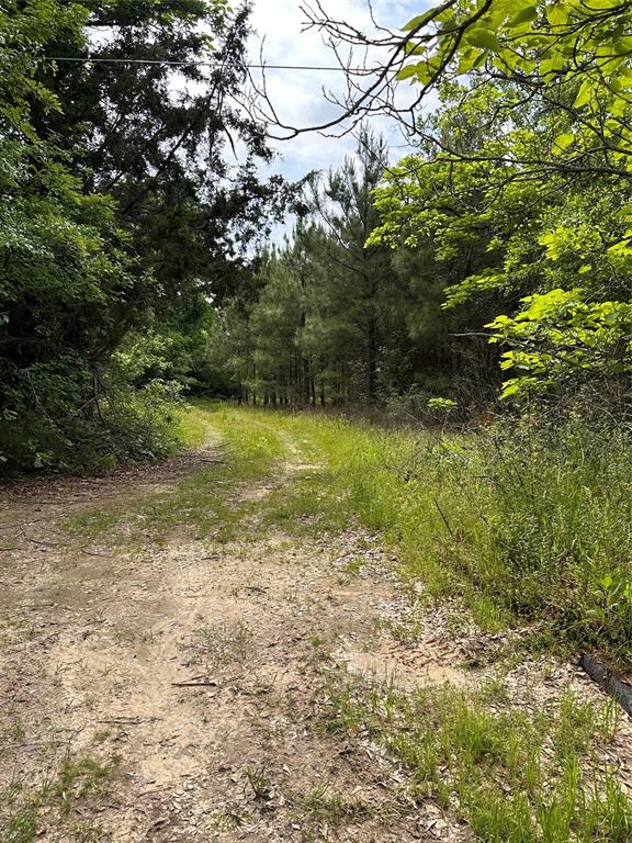 1 East George Richey Road Longview, TX 75604 - Photo 7 of 25 a view of a yard with an trees