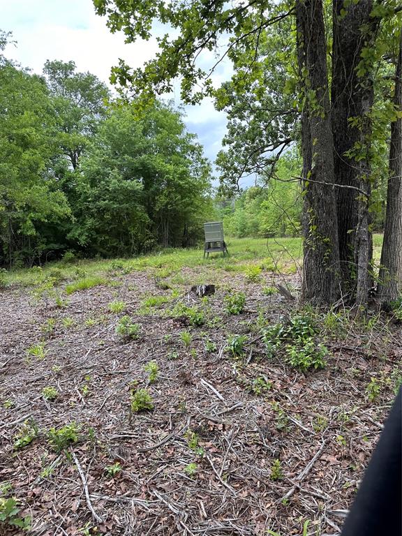 1 East George Richey Road Longview, TX 75604 - Photo 9 of 25 a big yard with lots of green space and deers