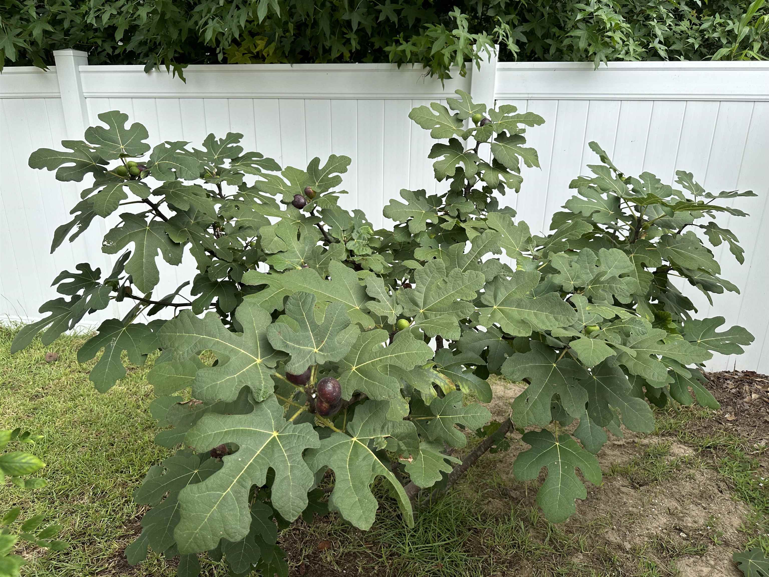 340 Emery Oak Drive Murrells Inlet, SC 29576 - Photo 33 of 35
