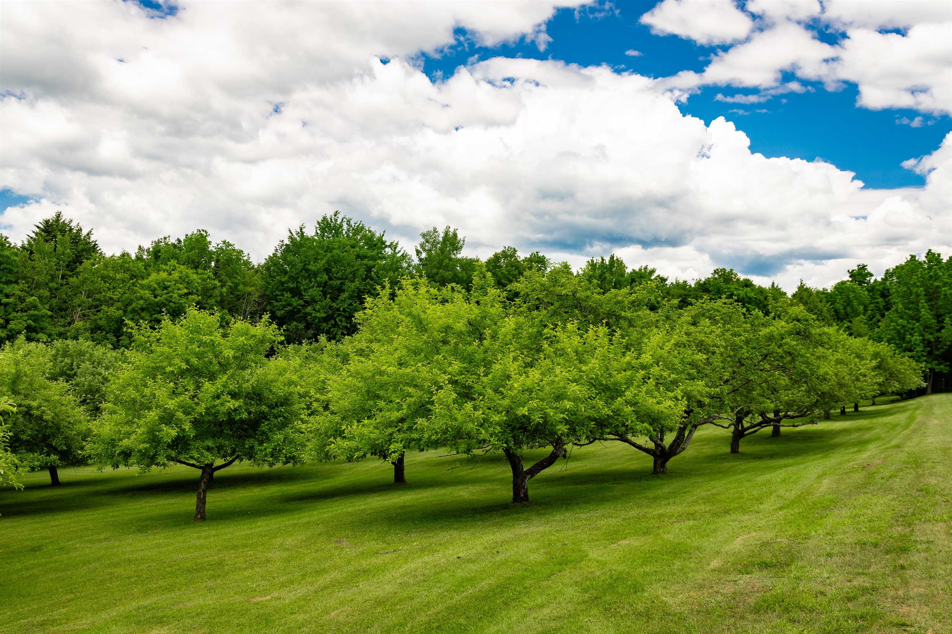 280 Leriche Road Hyde Park, VT 05655 - Photo 31 of 40