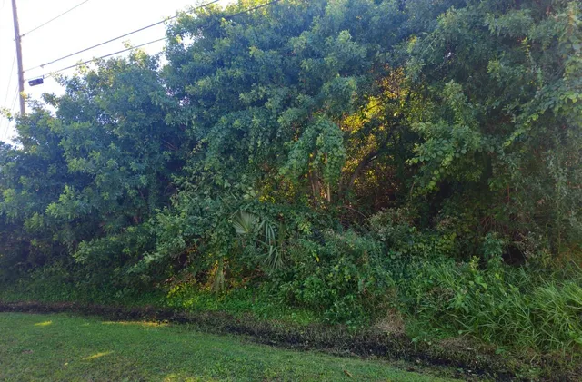 a view of a yard with a tree