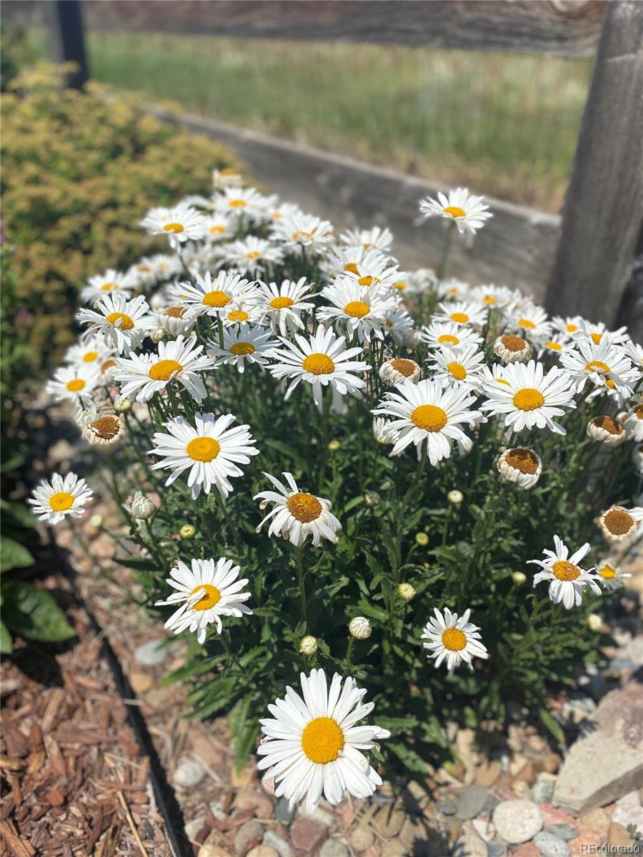 3897 Mallard Lane Highlands Ranch, CO 80126 - Photo 40 of 50 a view of a tree with a yard