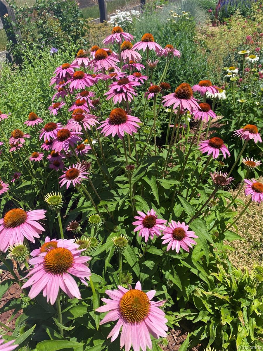 3897 Mallard Lane Highlands Ranch, CO 80126 - Photo 44 of 50 a view of a flower in a flower