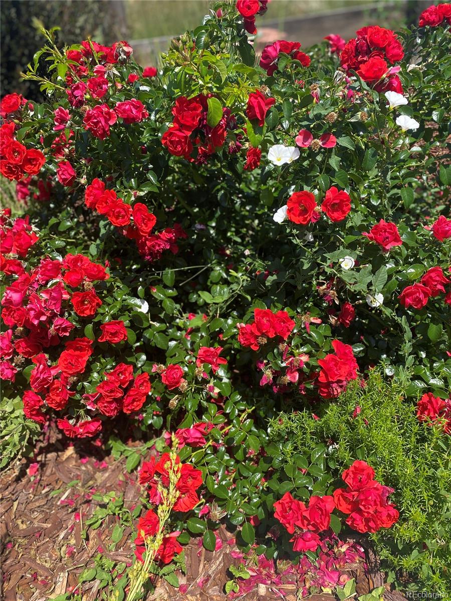 3897 Mallard Lane Highlands Ranch, CO 80126 - Photo 45 of 50 a flower view