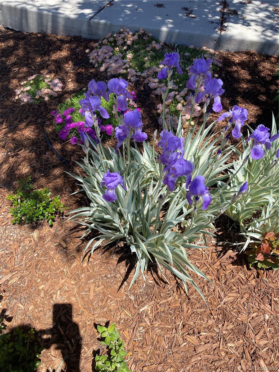 3897 Mallard Lane Highlands Ranch, CO 80126 - Photo 46 of 50