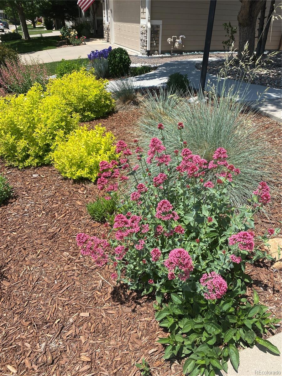 3897 Mallard Lane Highlands Ranch, CO 80126 - Photo 47 of 50 a view of a garden with flowers and flowers