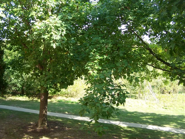 a view of outdoor space with deck and yard