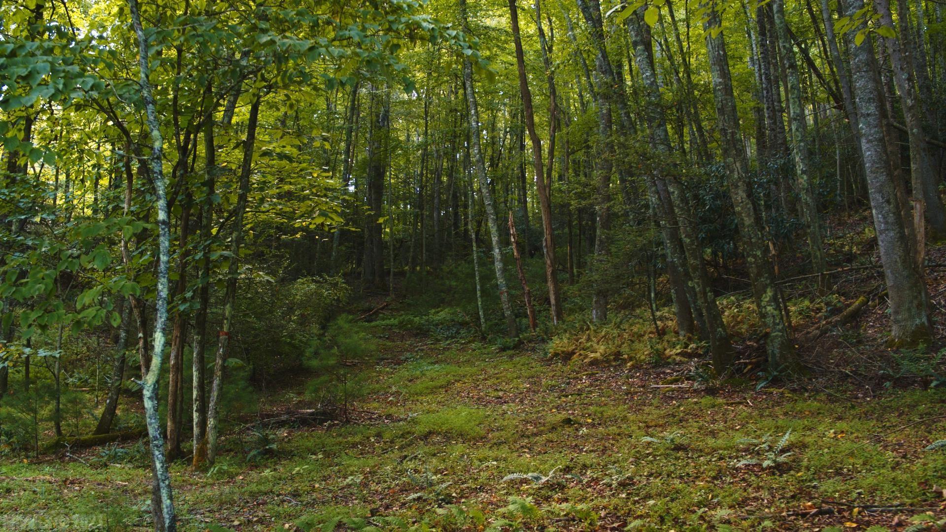 Tbd Sowers Mill Dam Road Northeast Riner, VA 24149 - Photo 1 of 11 Gallery Image 1