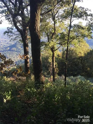 a view of a forest that has large trees