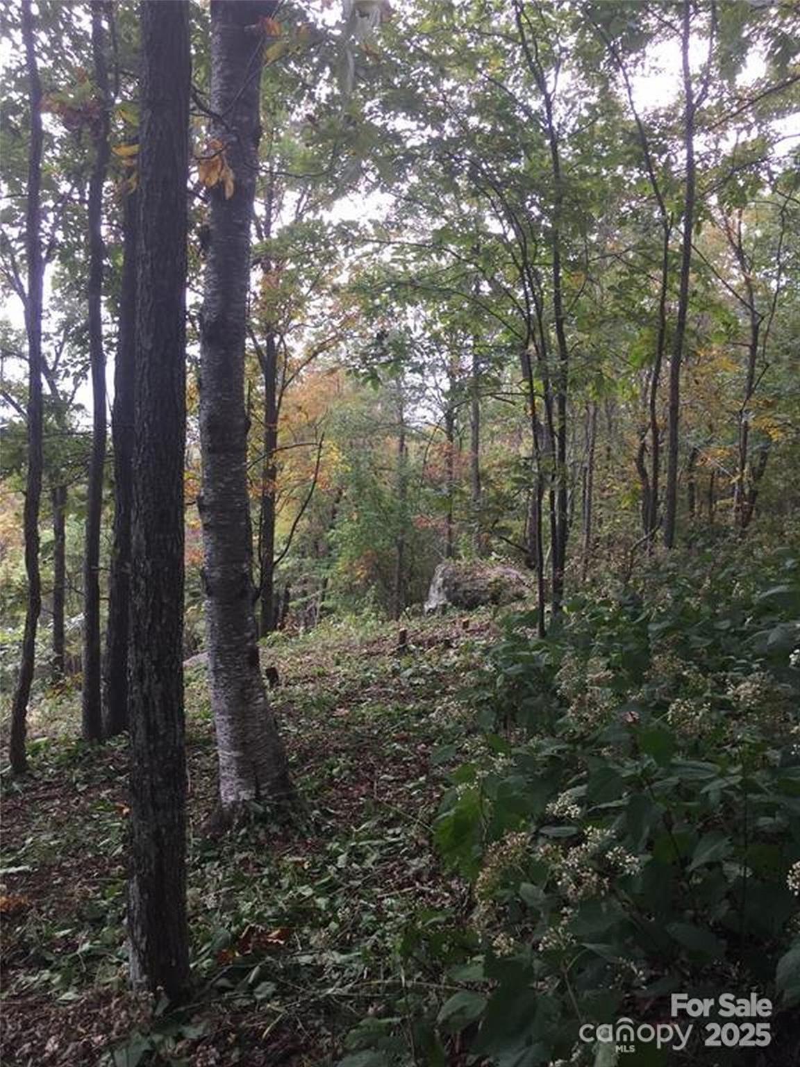 0 Morning Ride Drive, Unit 38 Columbus, NC 28722 - Photo 8 of 8 a view of a forest that has large trees