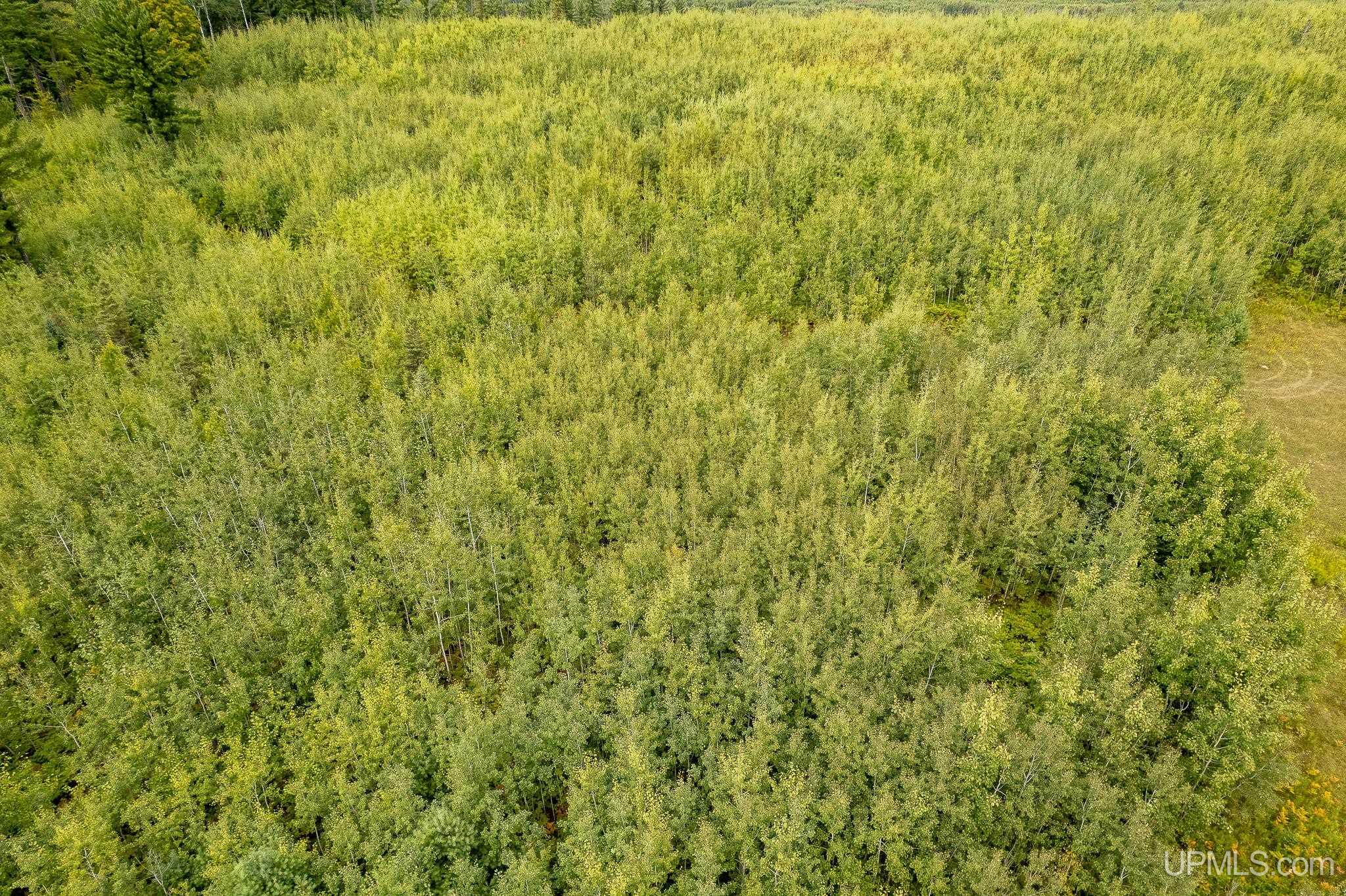 Tbd Murray 20 Road Perronville, MI 49873 - Photo 14 of 17
