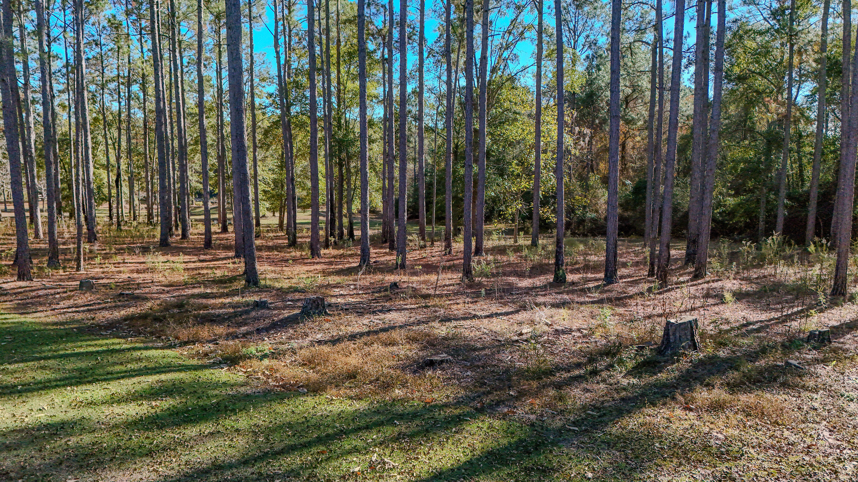 1981 Parrish Road Florala, AL 36442 - Photo 47 of 59 DJI_20251112141046_0057_D