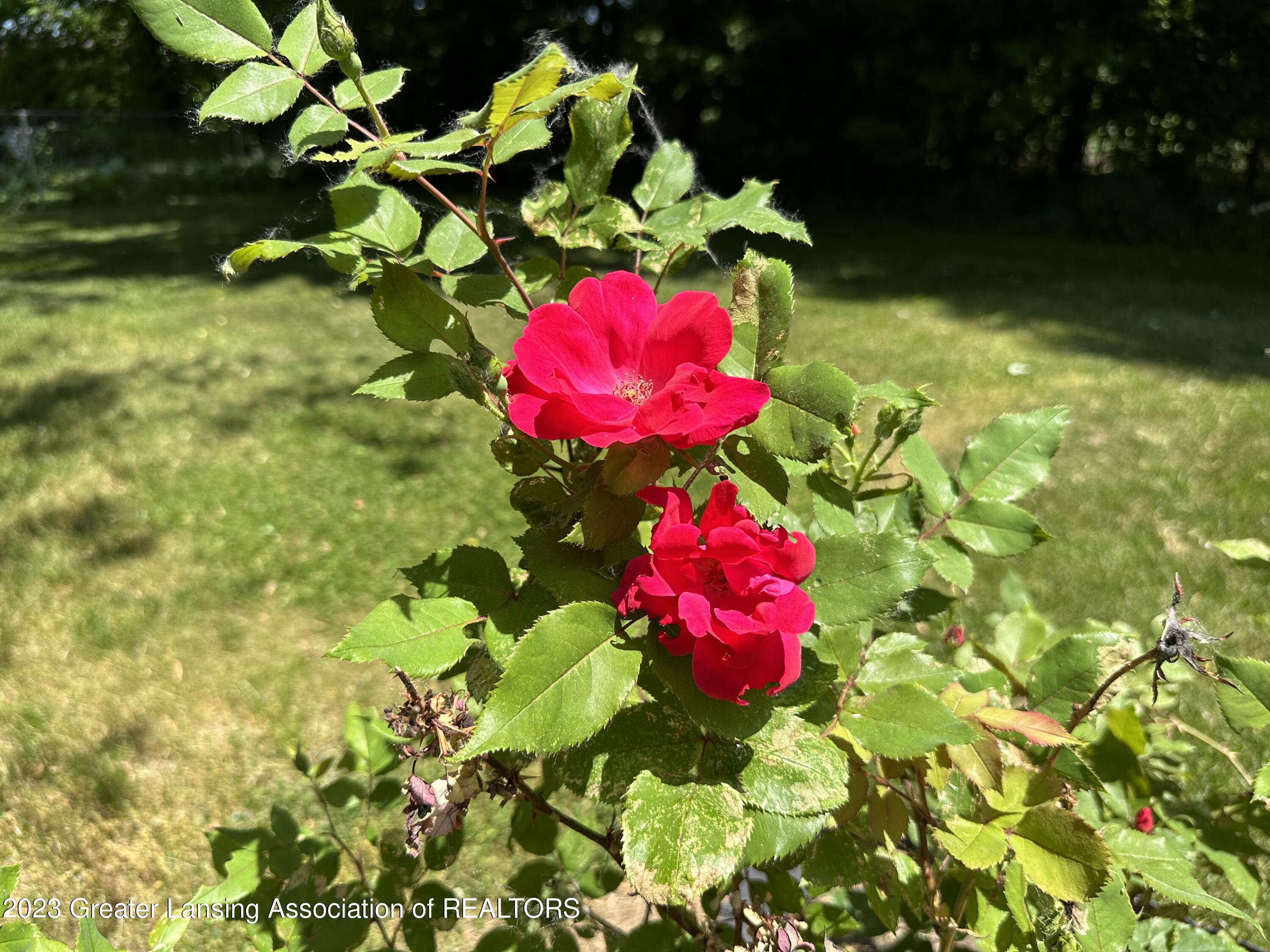 414 North Creyts Road Lansing, MI 48917 - Photo 76 of 80 Rose