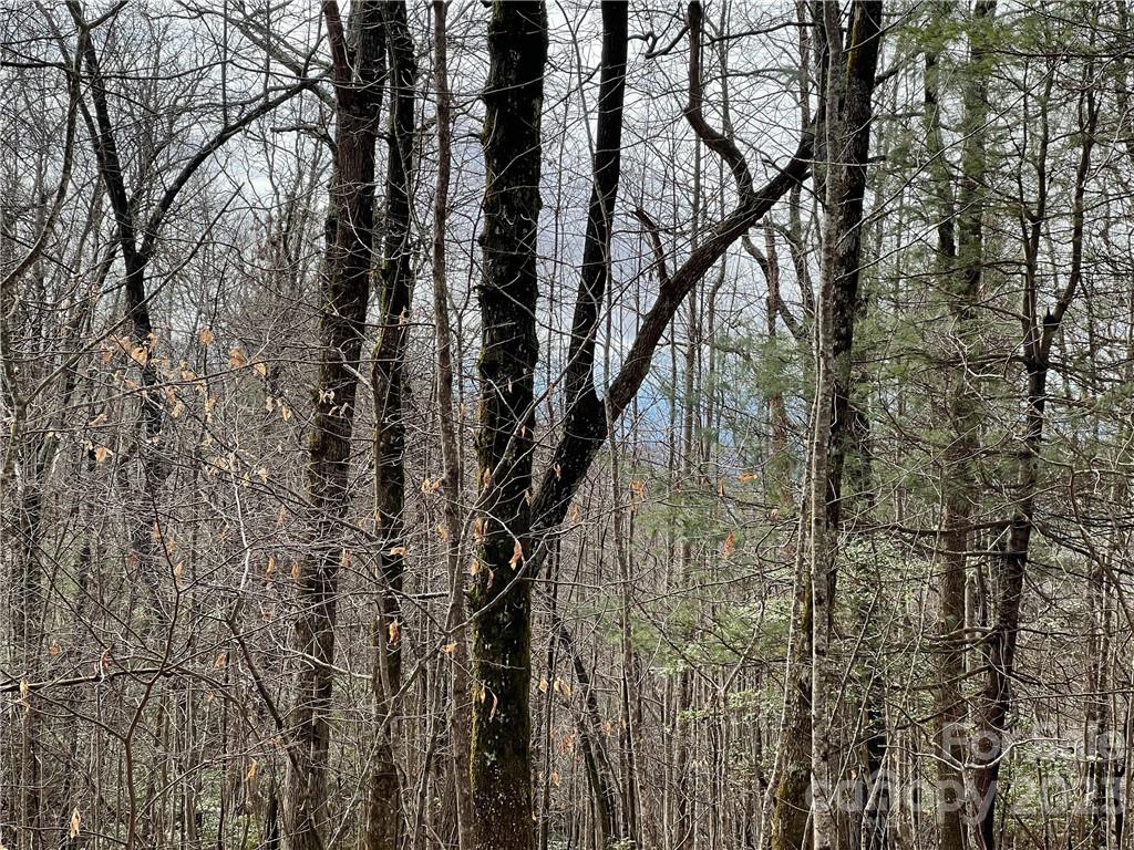 999 Indian Camp Mountain Road Rosman, NC 28772 - Photo 19 of 19 Gallery Image 19