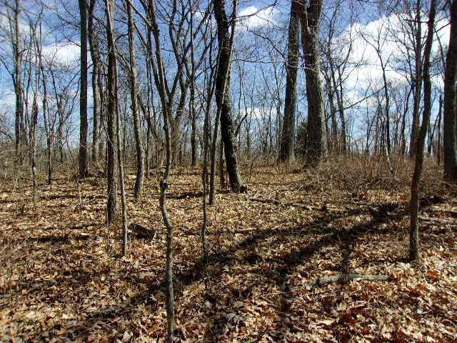 0 Wellsburg Walcott Road Foster, KY 41043 - Photo 5 of 14 Gallery Image 5