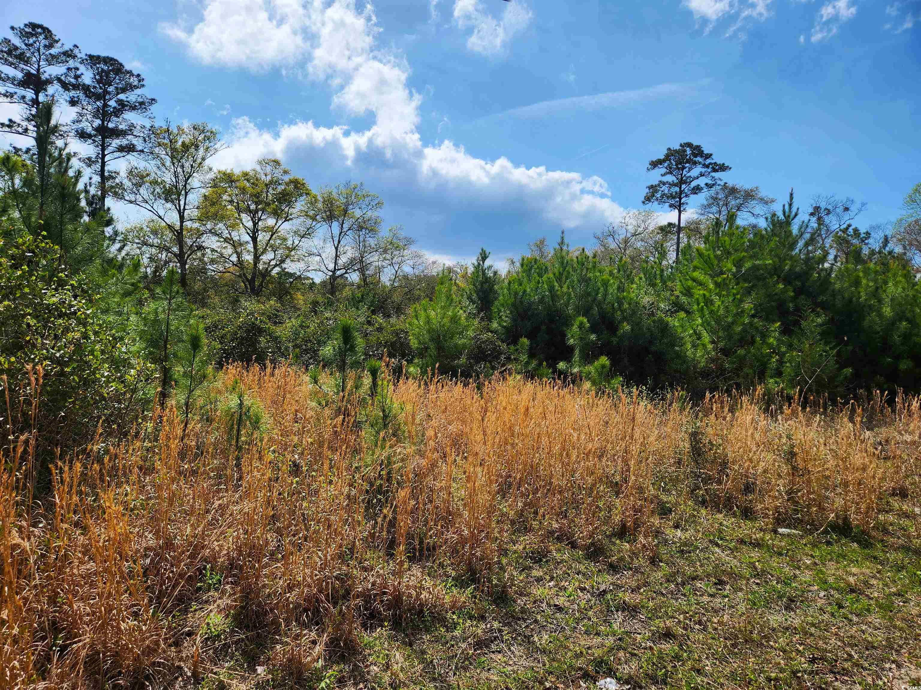 View of local wilderness