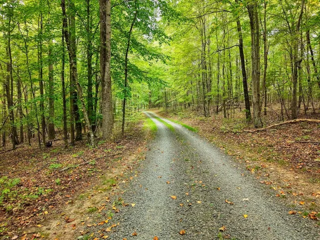 a view of a forest with a tree