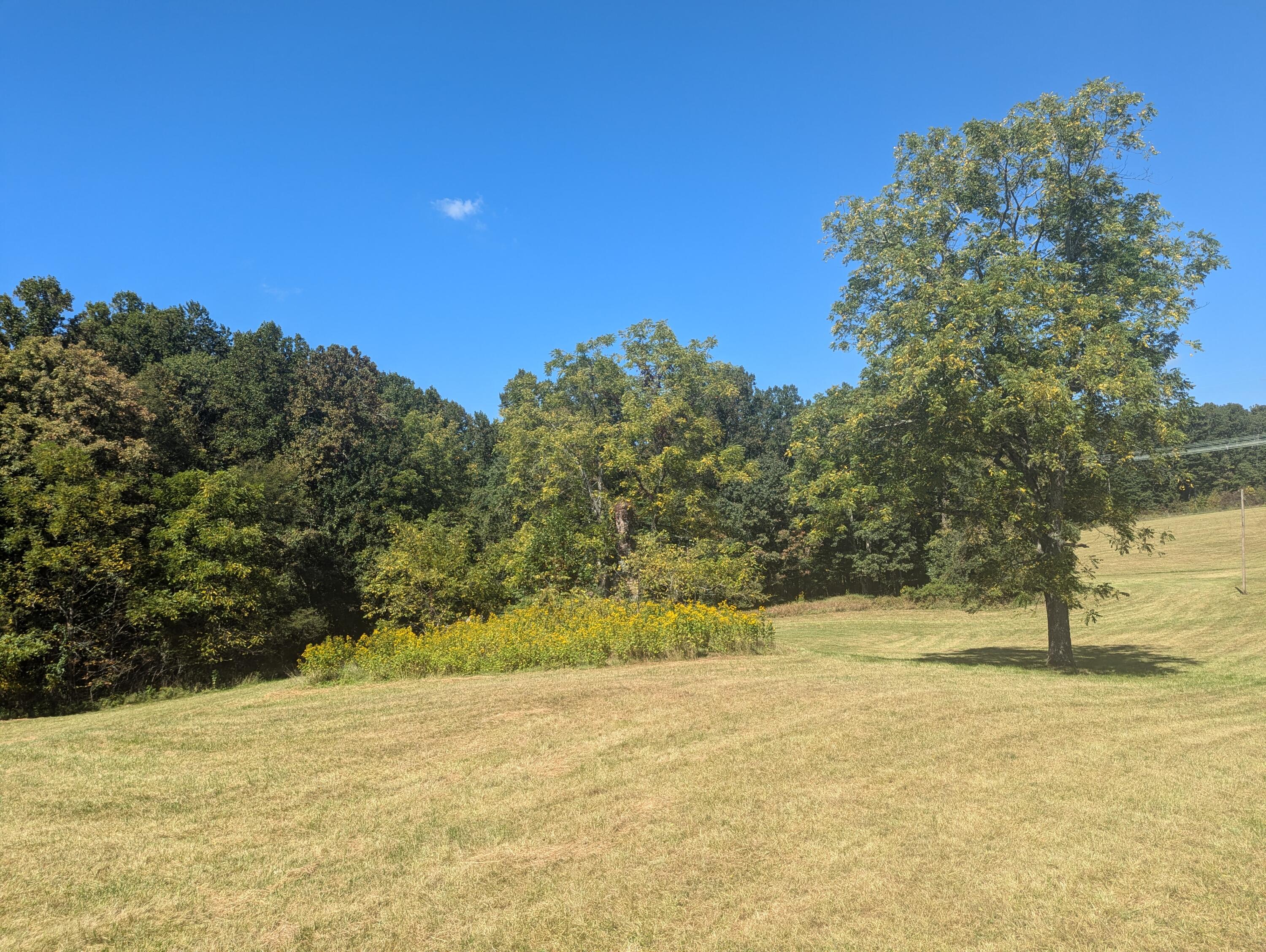 1705 Barberry Road Southeast Floyd, VA 24091 - Photo 49 of 66 a view of yard with trees