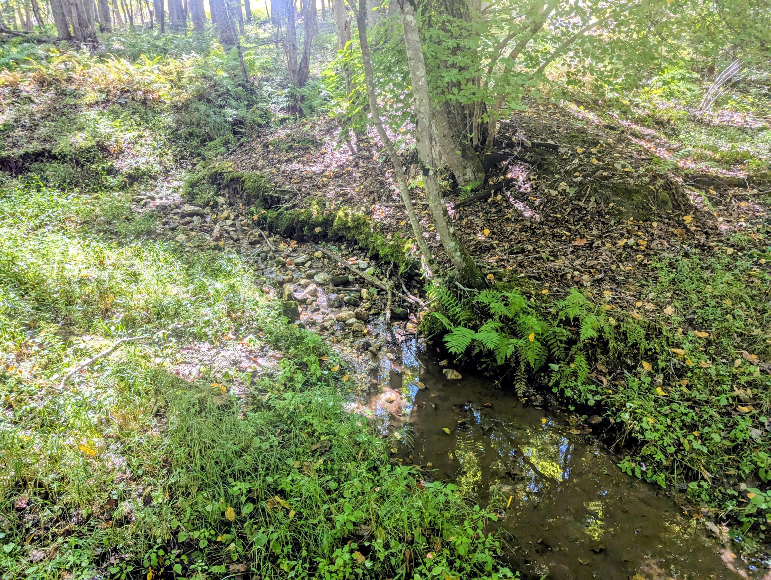 1705 Barberry Road Southeast Floyd, VA 24091 - Photo 53 of 66 a view of a forest with a tree