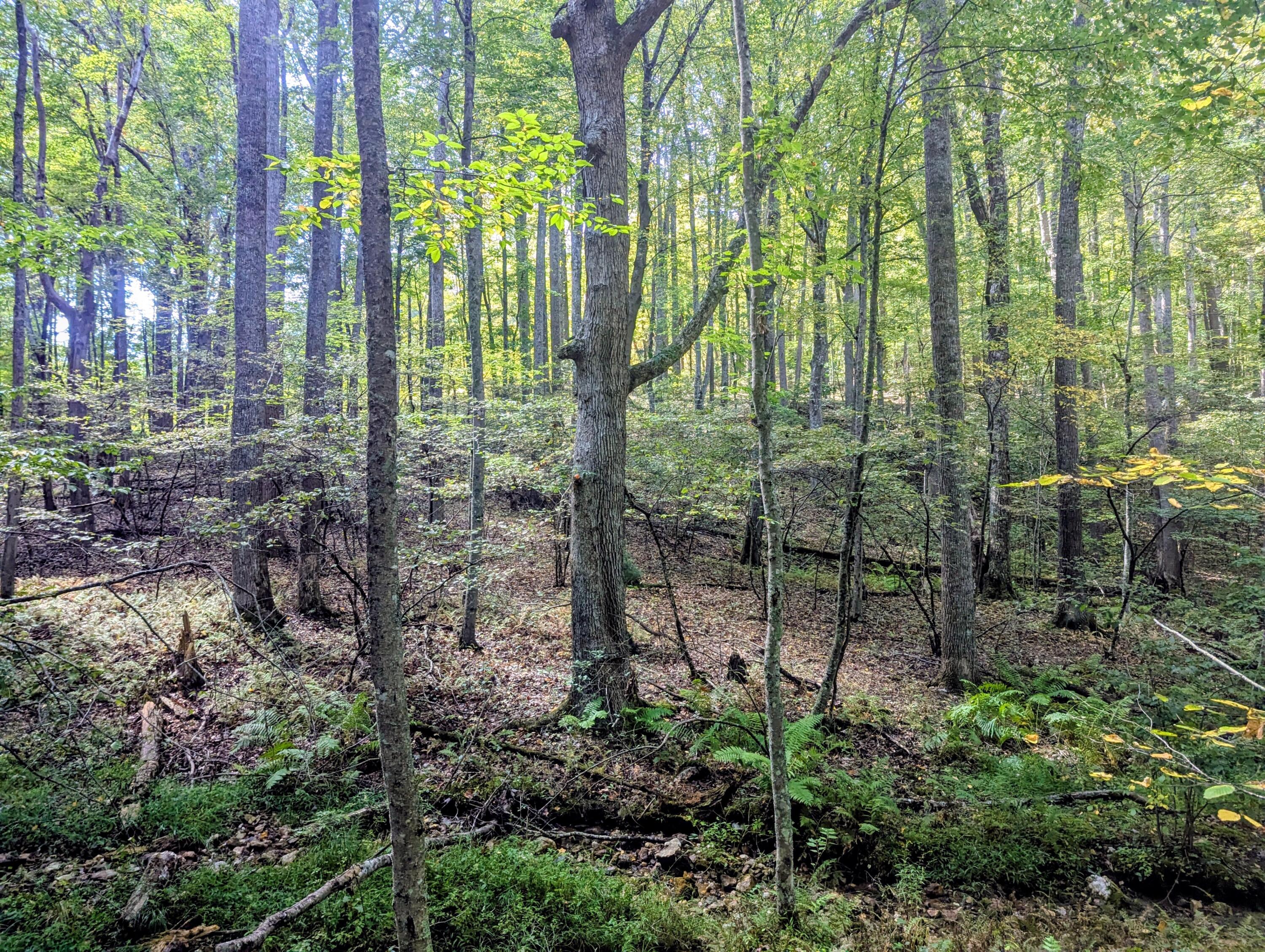 1705 Barberry Road Southeast Floyd, VA 24091 - Photo 54 of 66 a view of outdoor space and garden