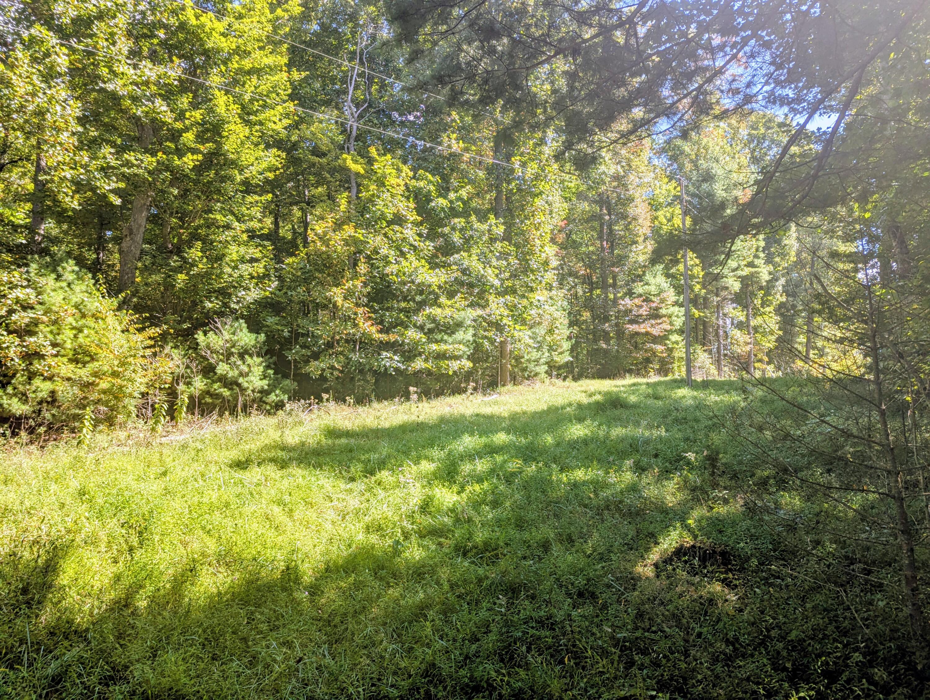 1705 Barberry Road Southeast Floyd, VA 24091 - Photo 55 of 66 a view of a yard with large trees