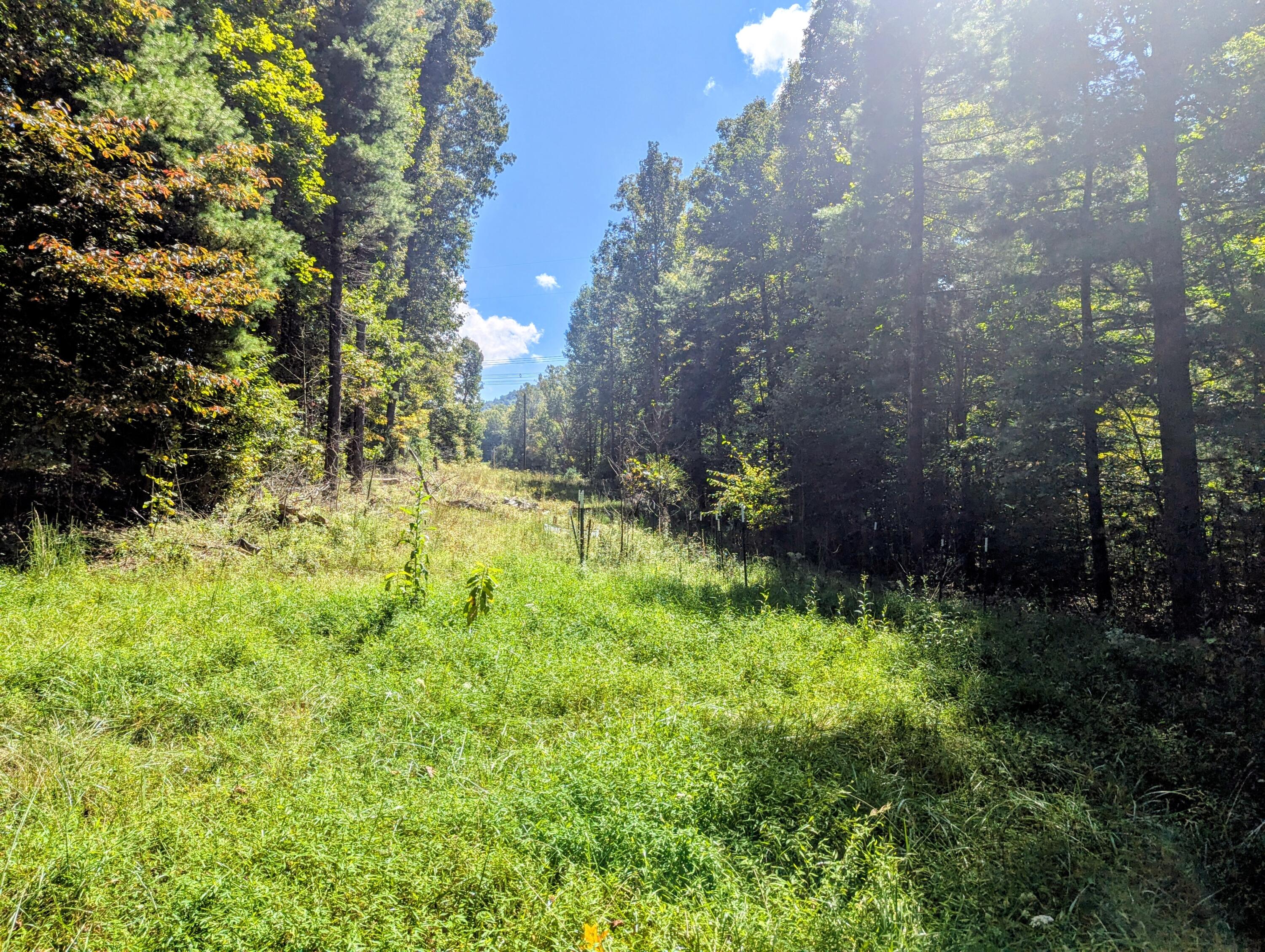 1705 Barberry Road Southeast Floyd, VA 24091 - Photo 56 of 66 a view of outdoor space and garden