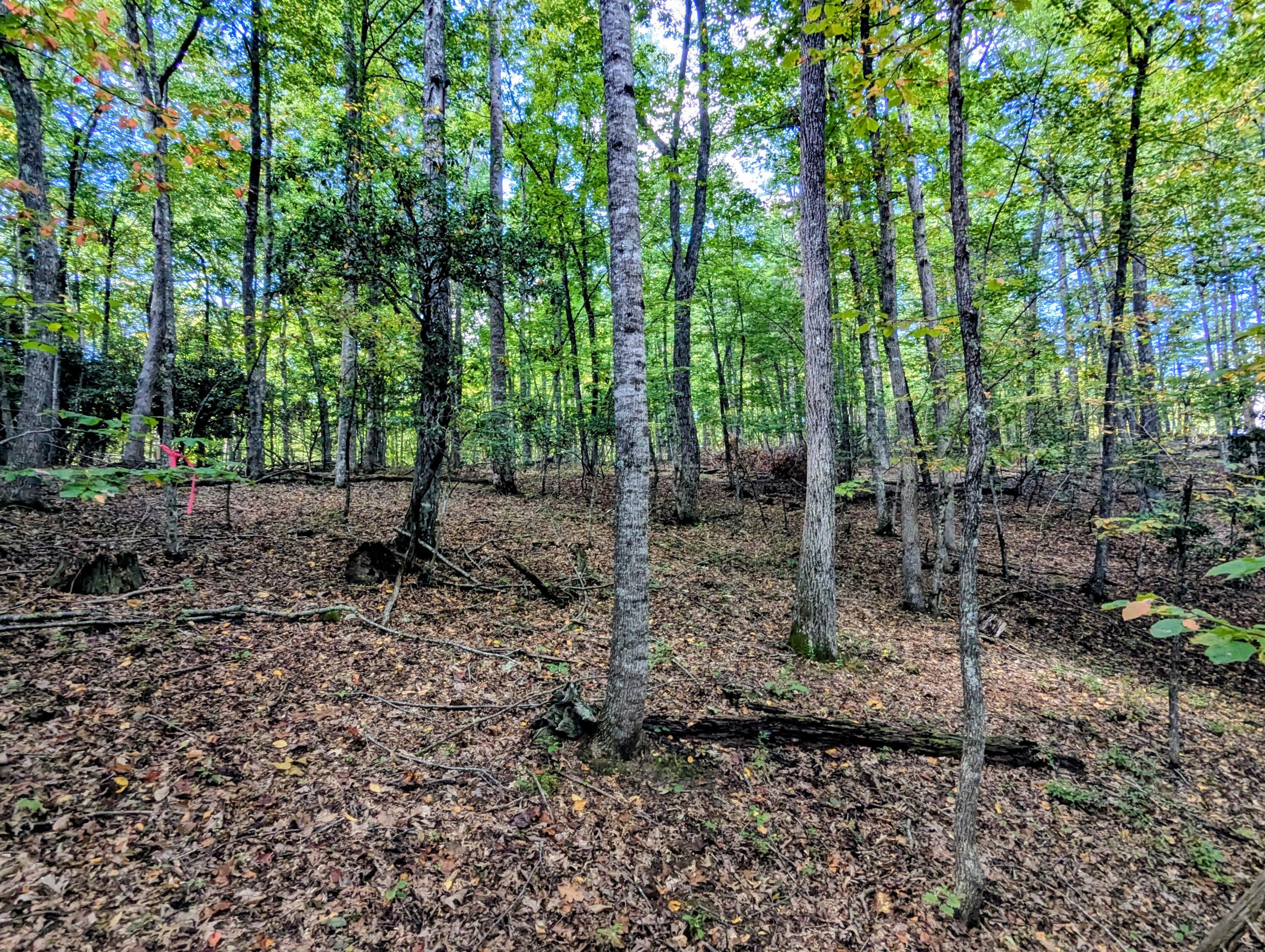 1705 Barberry Road Southeast Floyd, VA 24091 - Photo 60 of 66 a view of outdoor space with lots of trees