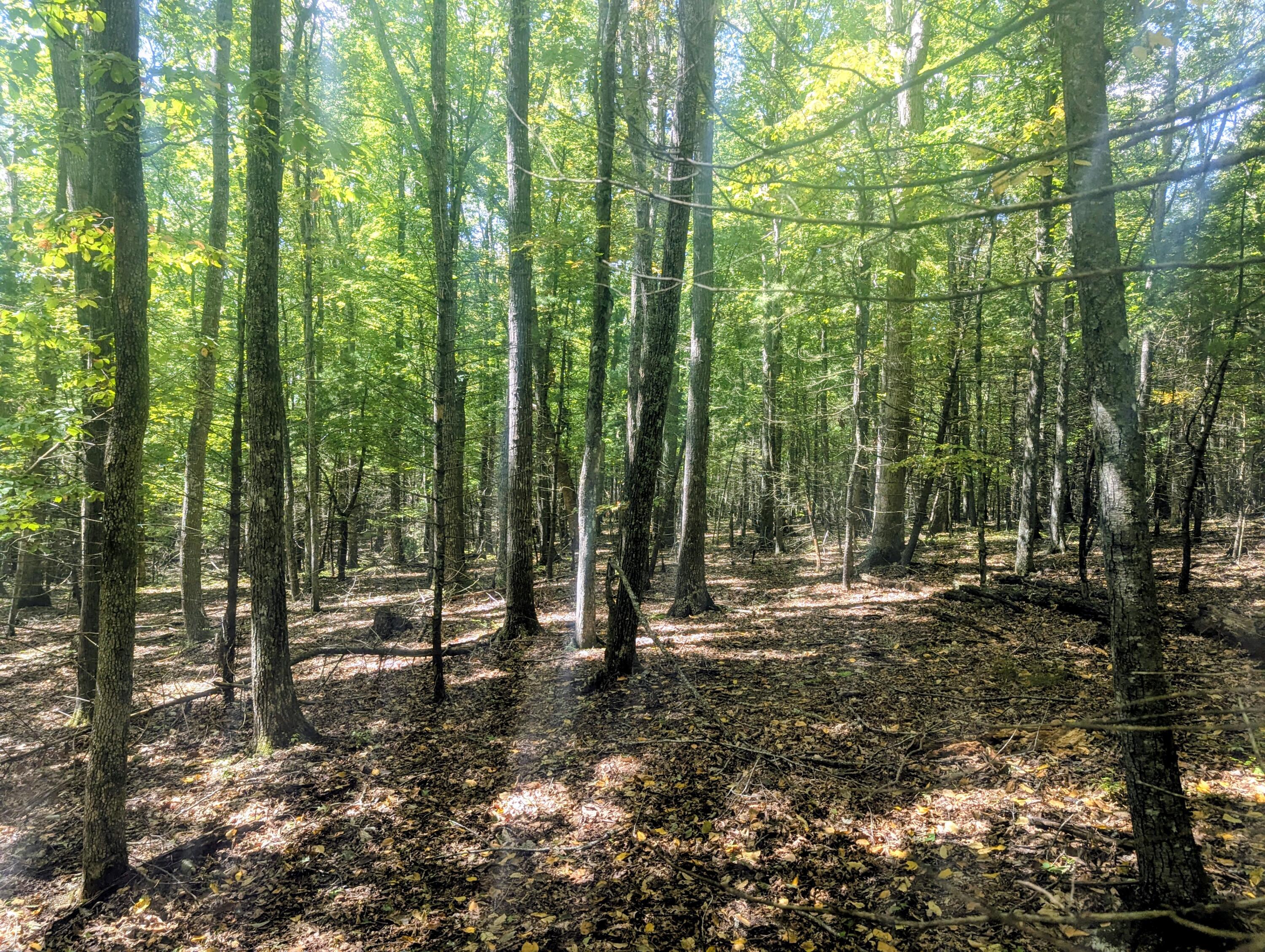 1705 Barberry Road Southeast Floyd, VA 24091 - Photo 61 of 66 a view of outdoor space with lots of trees