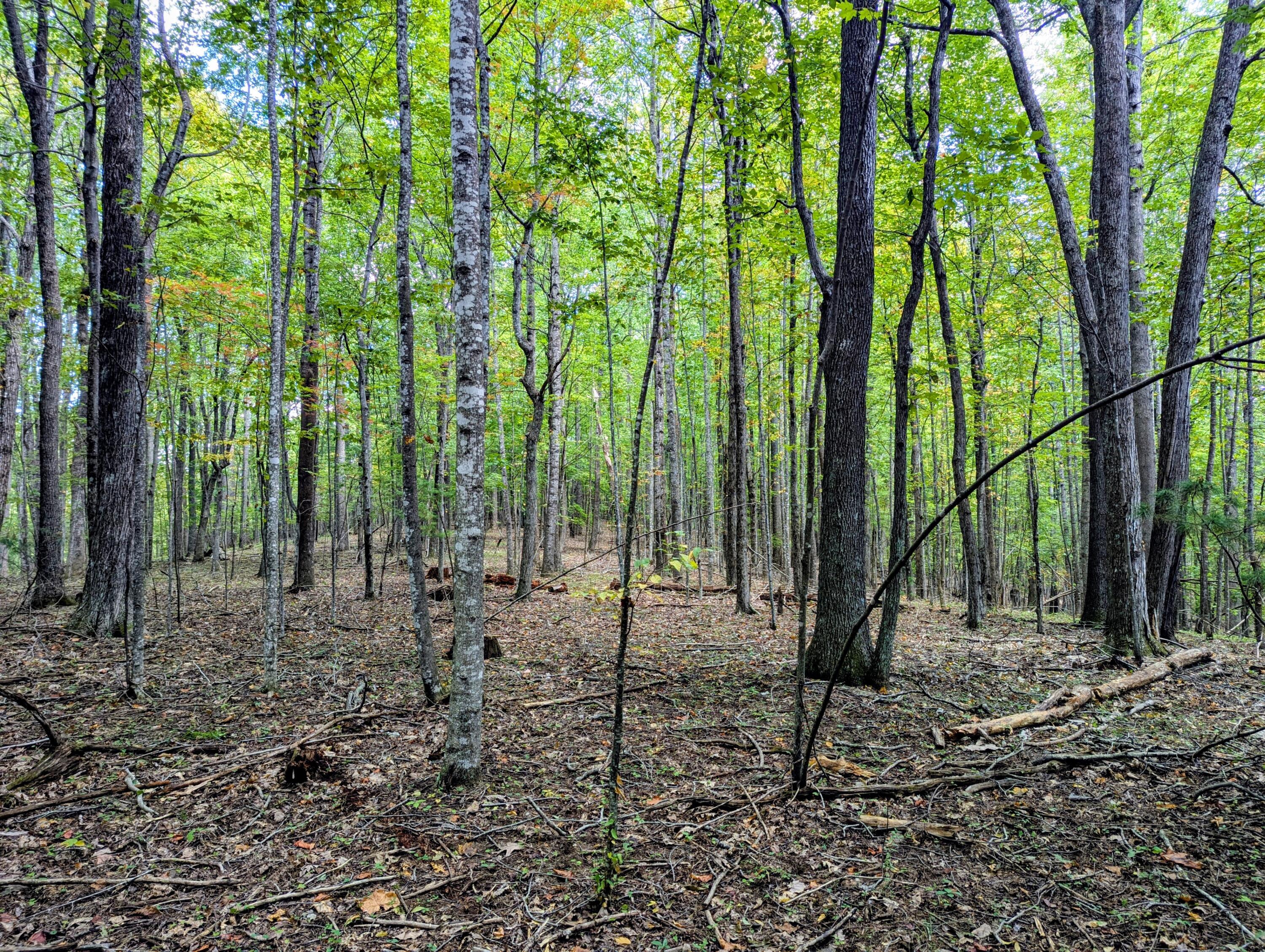 1705 Barberry Road Southeast Floyd, VA 24091 - Photo 63 of 66 1 (21)