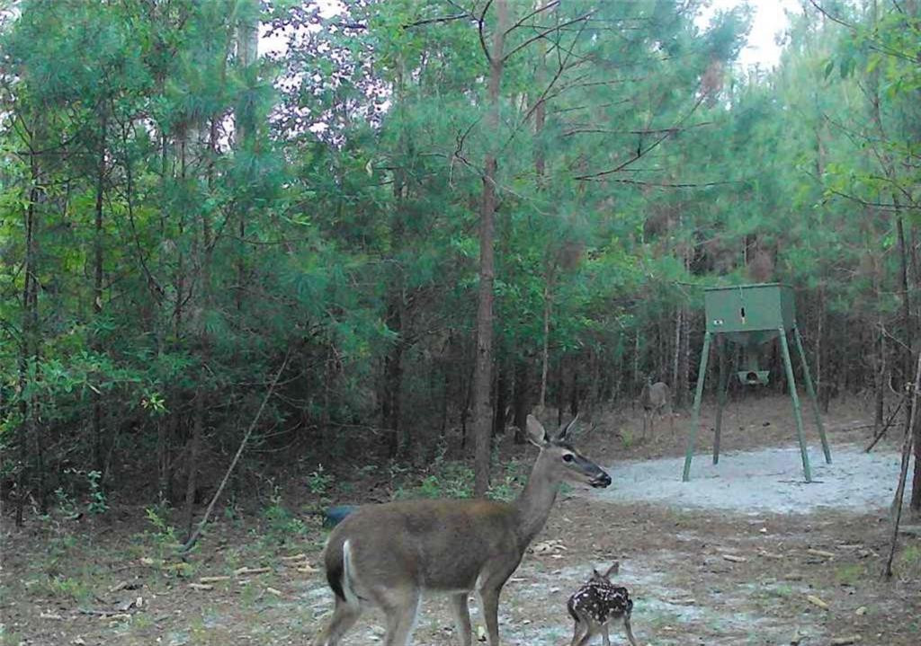 5618 Bowen Road Blackshear, GA 31516 - Photo 58 of 64