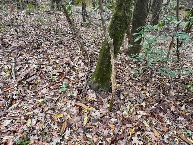 $137,500 | 1365 Mickle Smith Trail Southwest, Bogue Chitto, MS 39629