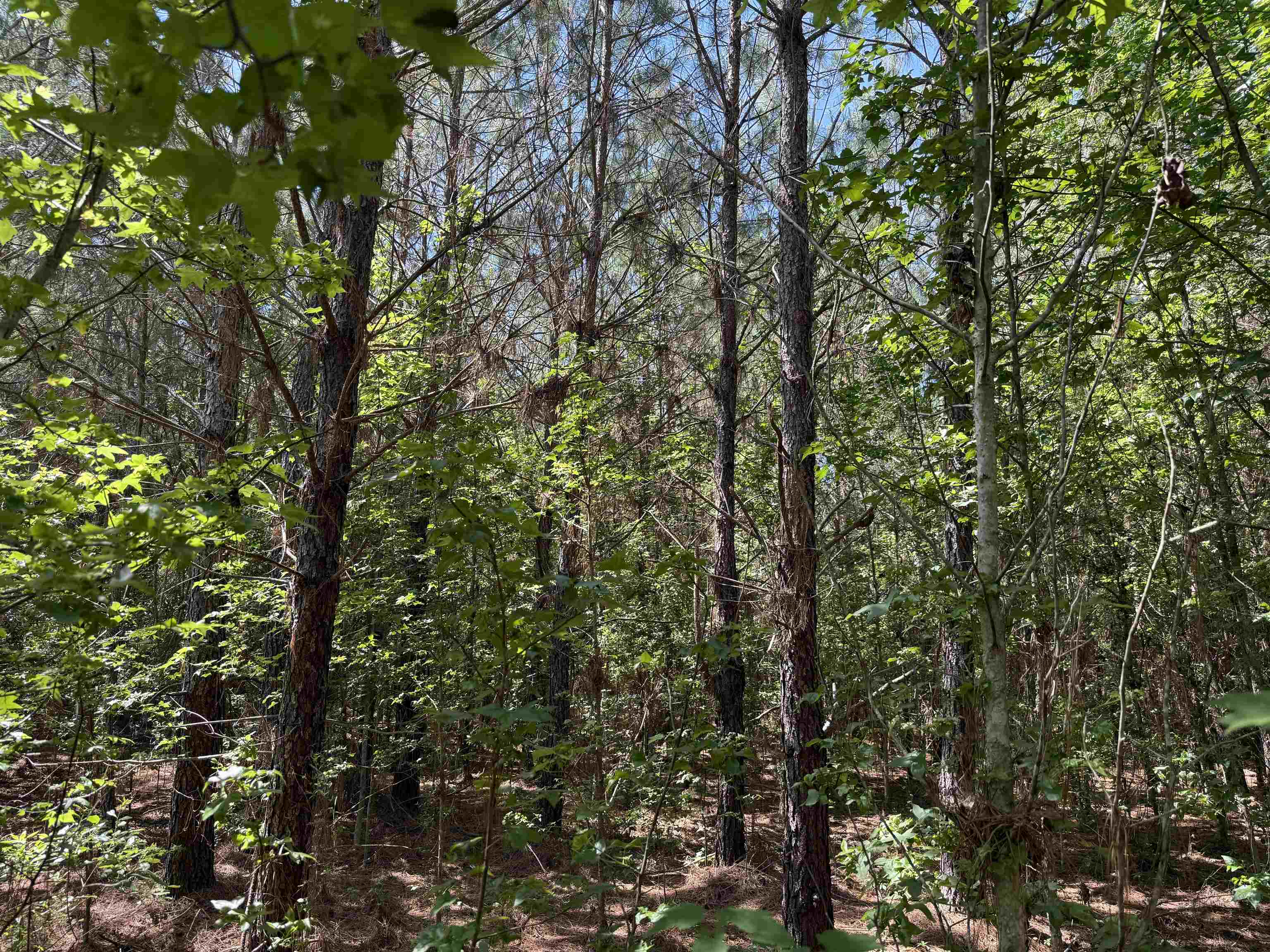 5432 June Burn Road Manning, SC 29102 - Photo 24 of 32