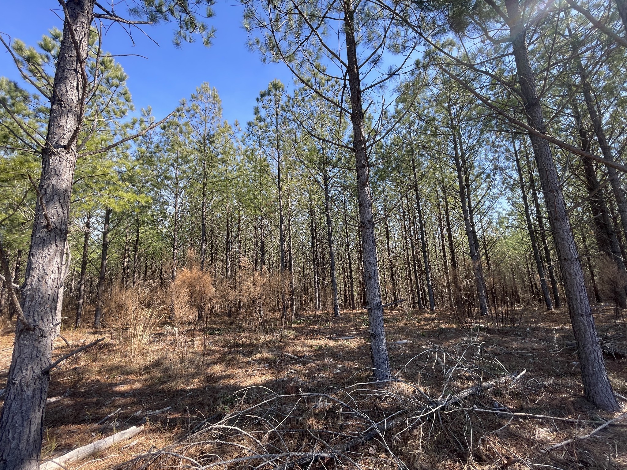 84 Ridgewood Drive Linden, TN 37096 - Photo 2 of 7