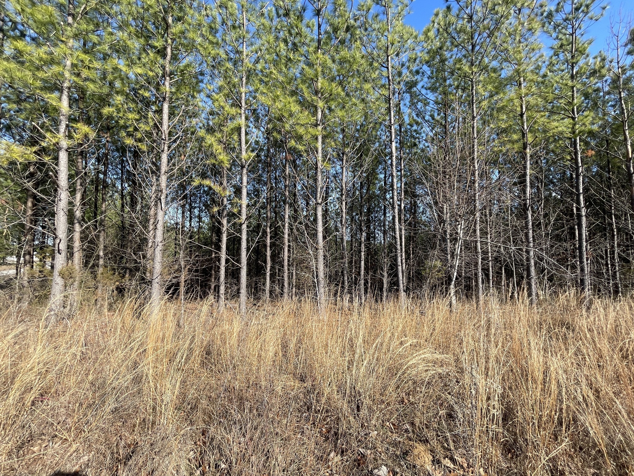 84 Ridgewood Drive Linden, TN 37096 - Photo 5 of 7