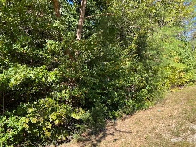 a view of a plant with a plant